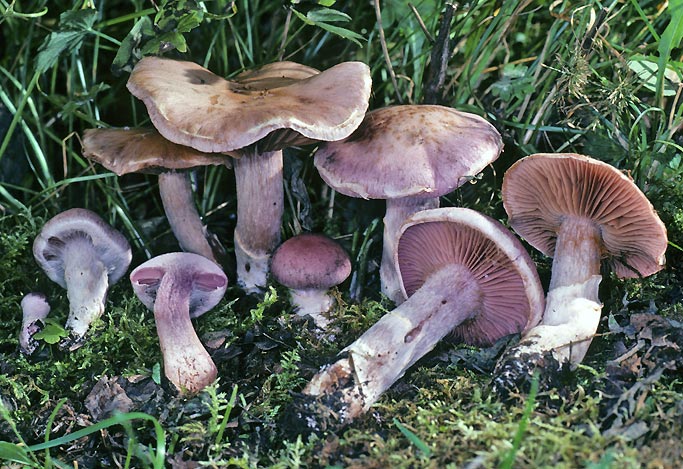 Cortinarius traganus